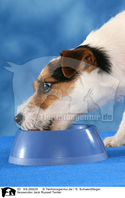 fressender Parson Russell Terrier / eating Parson Russell Terrier / SS-26829
