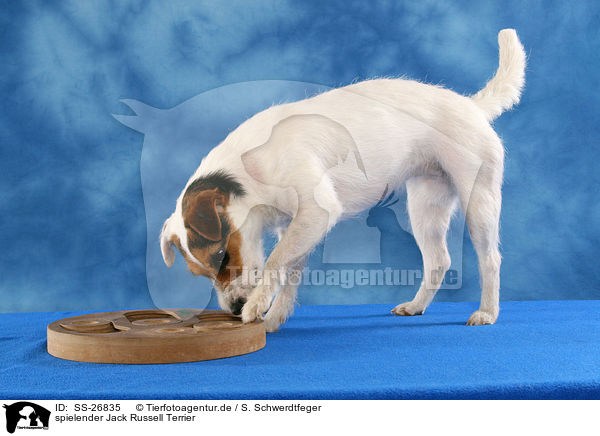 spielender Parson Russell Terrier / playing Parson Russell Terrier / SS-26835