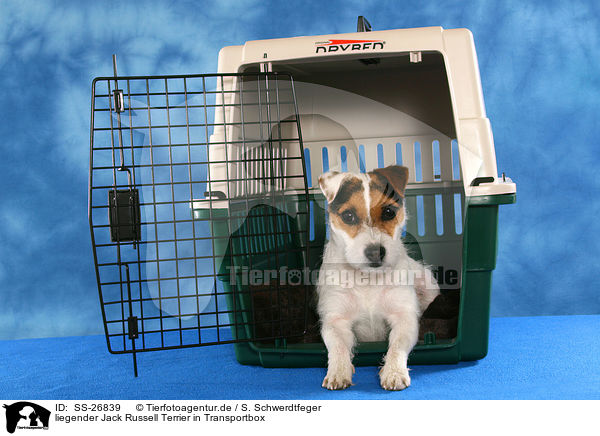 liegender Parson Russell Terrier / lying Parson Russell Terrier / SS-26839