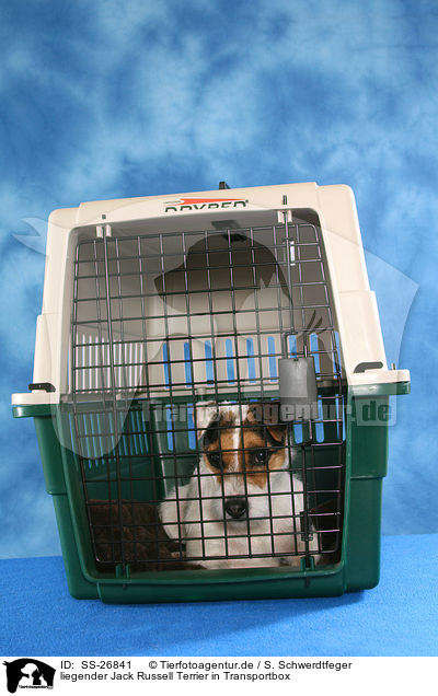 liegender Parson Russell Terrier / lying Parson Russell Terrier / SS-26841