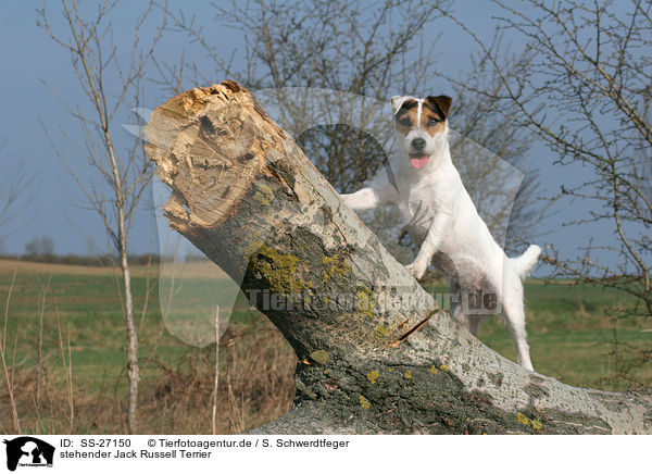 stehender Parson Russell Terrier / standing Parson Russell Terrier / SS-27150