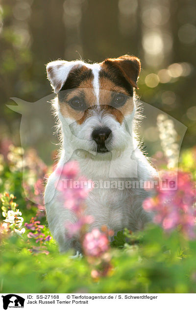 Jack Russell Terrier Portrait / SS-27168