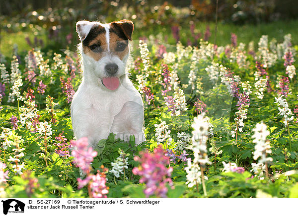 sitzender Parson Russell Terrier / sitting Parson Russell Terrier / SS-27169
