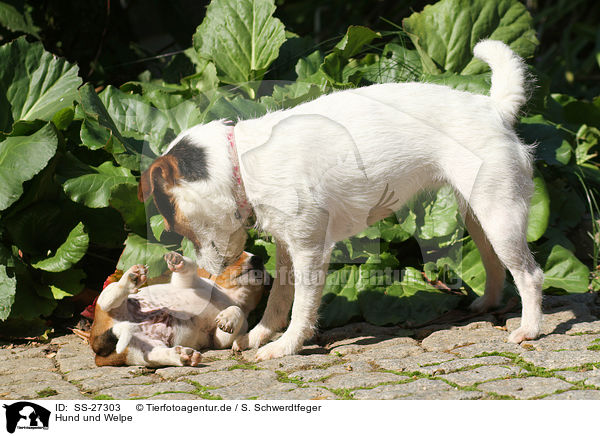 Hund und Welpe / dog and puppy / SS-27303