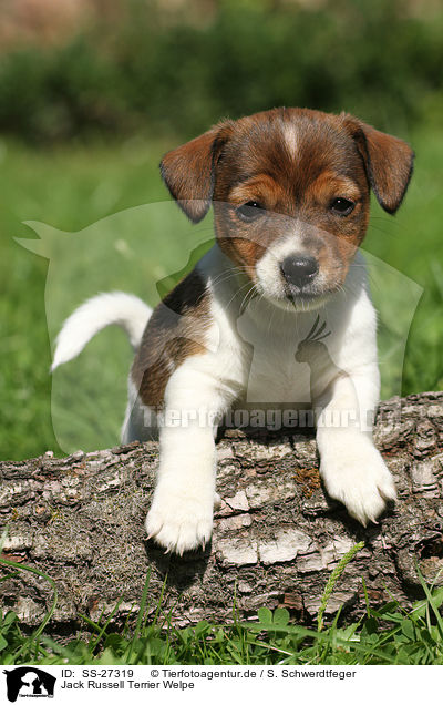 Jack Russell Terrier Welpe / Jack Russell Terrier Puppy / SS-27319