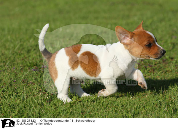 Jack Russell Terrier Welpe / Jack Russell Terrier Puppy / SS-27323