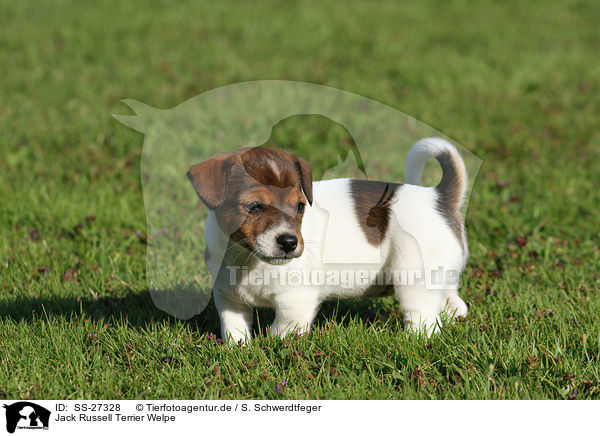 Jack Russell Terrier Welpe / Jack Russell Terrier Puppy / SS-27328