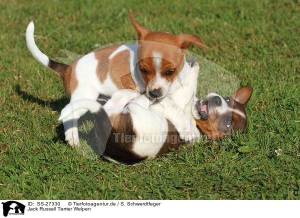 Jack Russell Terrier Welpen / Jack Russell Terrier Puppies / SS-27330
