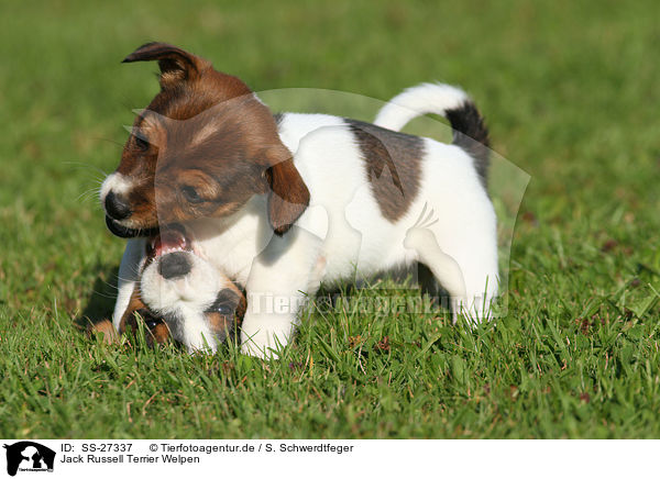 Jack Russell Terrier Welpen / Jack Russell Terrier Puppies / SS-27337
