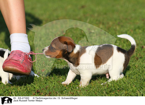 Jack Russell Terrier Welpe / Jack Russell Terrier Puppy / SS-27360