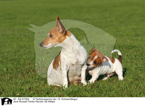 Jack Russell Terrier Hndin mit Welpe / female Jack Russell Terrier with puppy / SS-27362