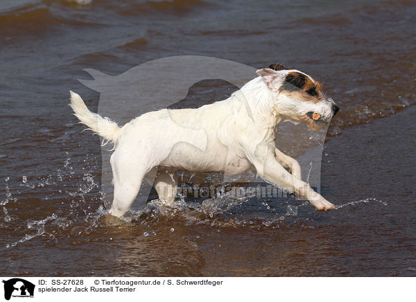spielender Parson Russell Terrier / playing Parson Russell Terrier / SS-27628