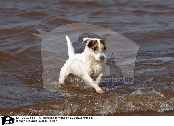 rennender Parson Russell Terrier / running Parson Russell Terrier / SS-27643