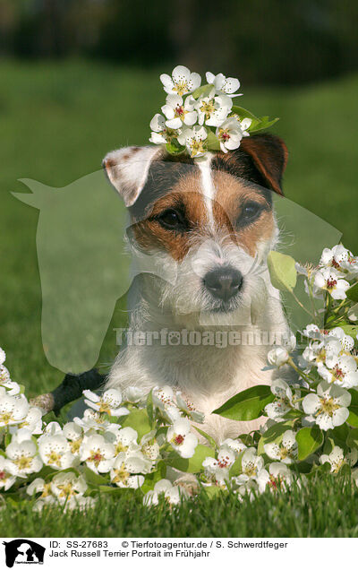 Jack Russell Terrier Portrait im Frhjahr / SS-27683