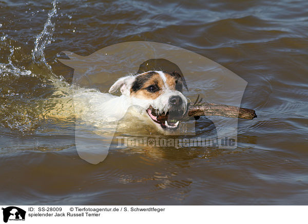 spielender Parson Russell Terrier / playing Parson Russell Terrier / SS-28009