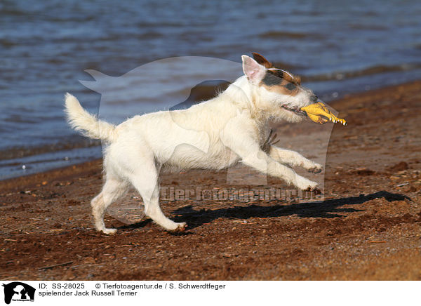 spielender Parson Russell Terrier / playing Parson Russell Terrier / SS-28025