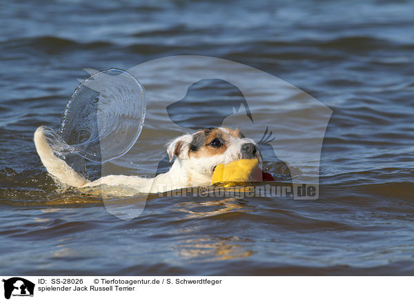 spielender Parson Russell Terrier / playing Parson Russell Terrier / SS-28026