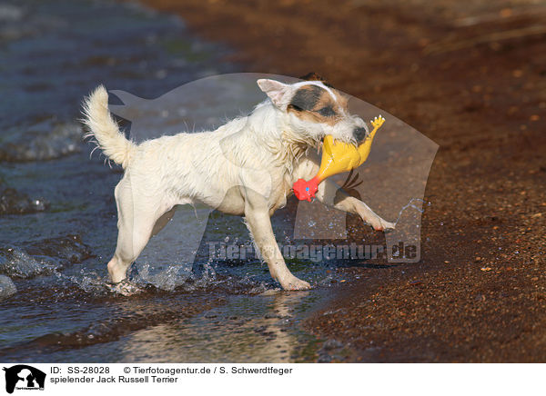 spielender Parson Russell Terrier / playing Parson Russell Terrier / SS-28028