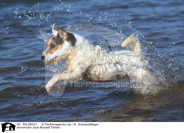 rennender Jack Russell Terrier / SS-28031