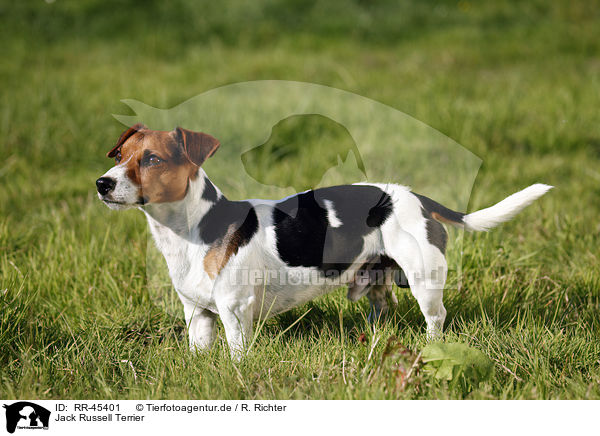 Jack Russell Terrier / Jack Russell Terrier / RR-45401