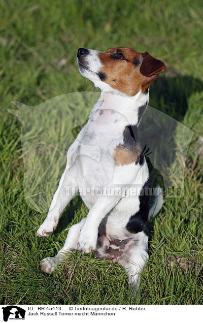 Jack Russell Terrier macht Mnnchen / Jack Russell Terrier shows trick / RR-45413