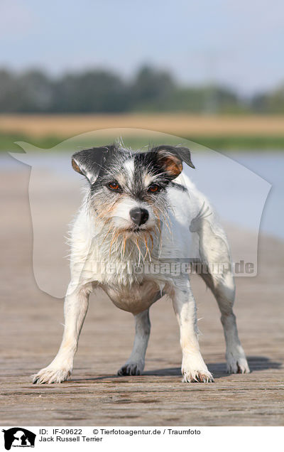 Jack Russell Terrier / Jack Russell Terrier / IF-09622