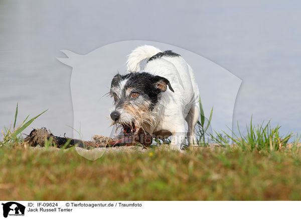 Jack Russell Terrier / Jack Russell Terrier / IF-09624