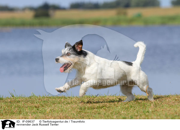 rennender Jack Russell Terrier / running Jack Russell Terrier / IF-09637