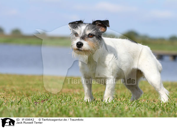 Jack Russell Terrier / Jack Russell Terrier / IF-09642
