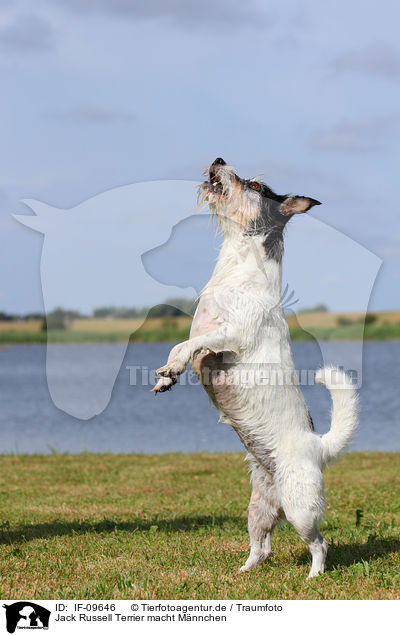 Jack Russell Terrier macht Mnnchen / IF-09646