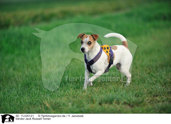 blinder Jack Russell Terrier / blind Jack Russell Terrier / YJ-05121