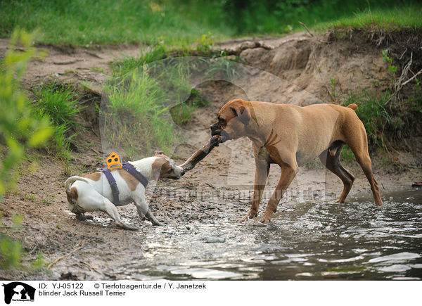 blinder Jack Russell Terrier / blind Jack Russell Terrier / YJ-05122