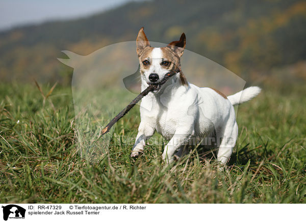 spielender Jack Russell Terrier / playing Jack Russell Terrier / RR-47329
