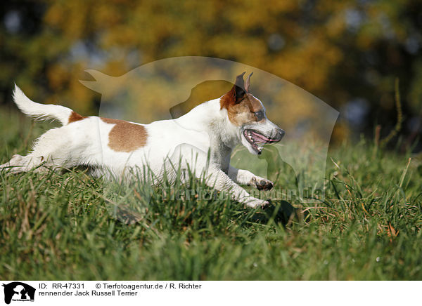 rennender Jack Russell Terrier / running Jack Russell Terrier / RR-47331