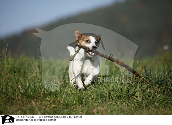 spielender Jack Russell Terrier / playing Jack Russell Terrier / RR-47337