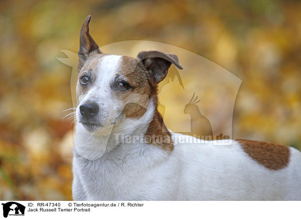 Jack Russell Terrier Portrait / Jack Russell Terrier Portrait / RR-47340