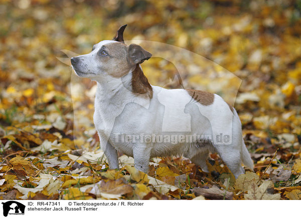 stehender Jack Russell Terrier / standing Jack Russell Terrier / RR-47341