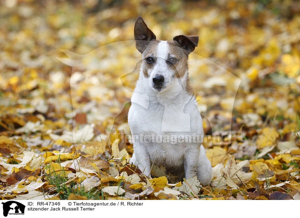 sitzender Jack Russell Terrier / sitting Jack Russell Terrier / RR-47346