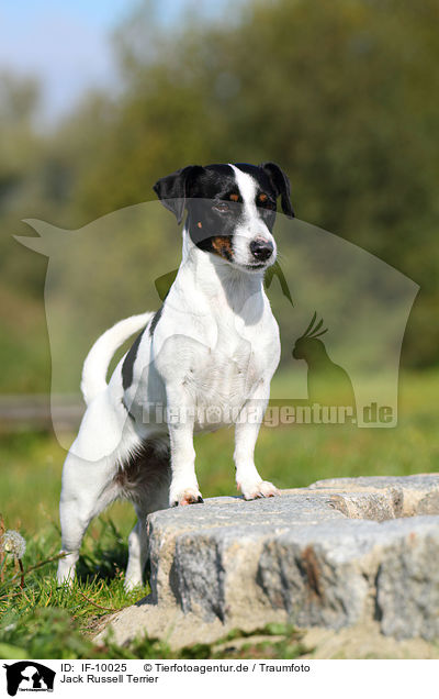 Jack Russell Terrier / IF-10025