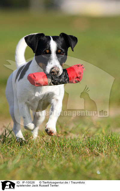 spielender Jack Russell Terrier / IF-10026