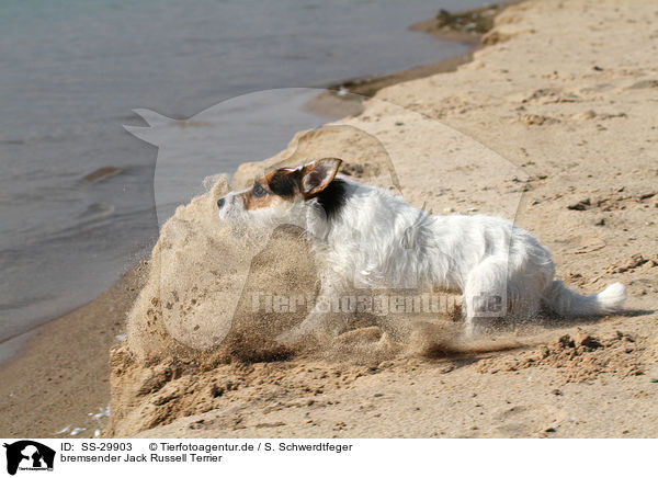 bremsender Parson Russell Terrier / breaking Parson Russell Terrier / SS-29903