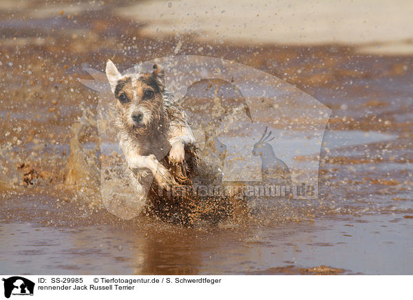 rennender Jack Russell Terrier / SS-29985