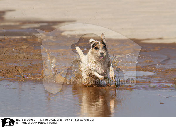 rennender Parson Russell Terrier / running Parson Russell Terrier / SS-29986