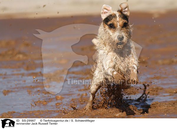 rennender Parson Russell Terrier / running Parson Russell Terrier / SS-29987