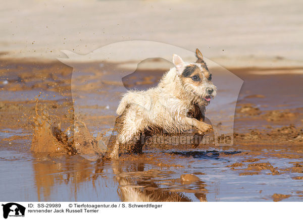 rennender Parson Russell Terrier / running Parson Russell Terrier / SS-29989