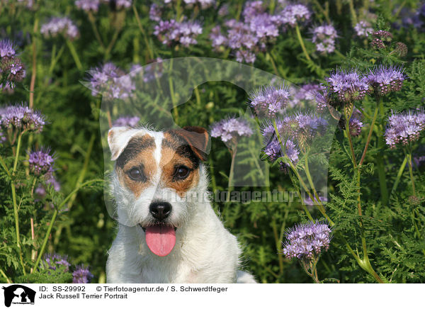 Jack Russell Terrier Portrait / SS-29992