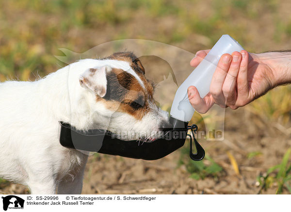 trinkender Parson Russell Terrier / drinking Parson Russell Terrier / SS-29996