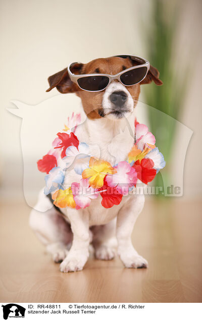 sitzender Jack Russell Terrier / sitting Jack Russell Terrier / RR-48811