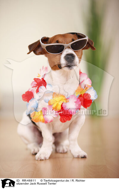 sitzender Jack Russell Terrier / RR-48811