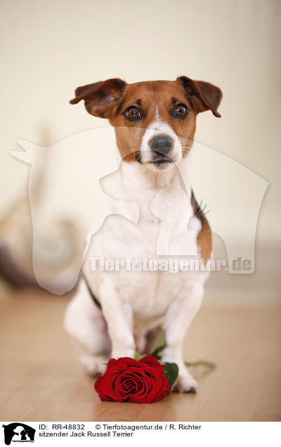 sitzender Jack Russell Terrier / RR-48832